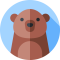 bear